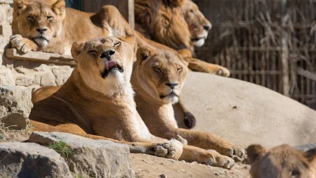 Löwen liegen in ihrem Gehege im Osnabrücker Zoo in der Frühlingssonne.