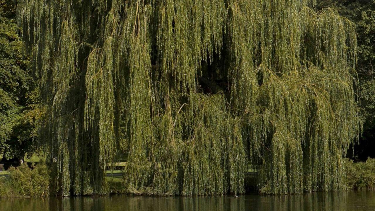 Park in Garbsen (Symbolbild): Nils H. wurde zuletzt im Stadtpark gesehen.