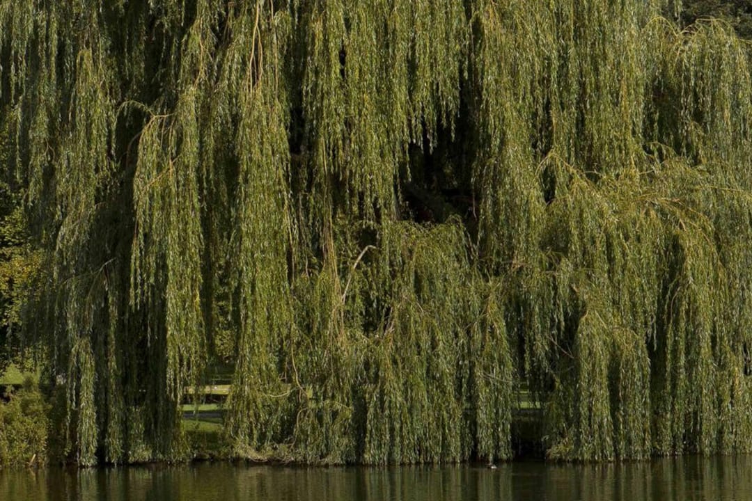 Park in Garbsen (Symbolbild): Nils H. wurde zuletzt im Stadtpark gesehen.