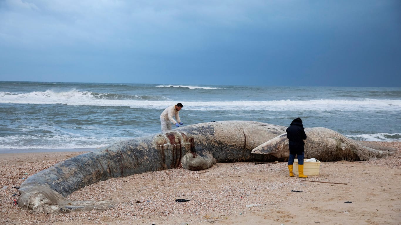 Tierärzte nehmen Proben von einem toten Wal: Ein 17 Meter langer Finnwal wurde an Land gespült.