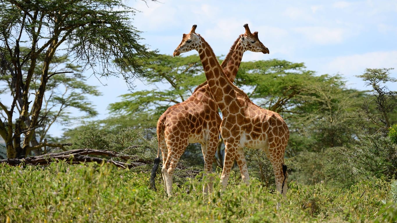 Rothschild-Giraffen im Nakuru National Park in Kenia (Archivbild). Zwei Tiere sind jetzt durch tief hängende Oberleitungen gestorben.