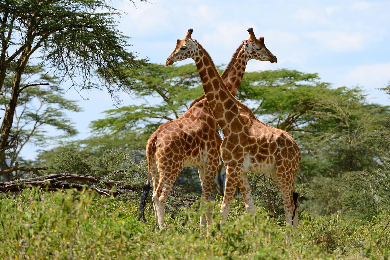 Rothschild-Giraffen im Nakuru National Park in Kenia (Archivbild). Zwei Tiere sind jetzt durch tief hängende Oberleitungen gestorben.