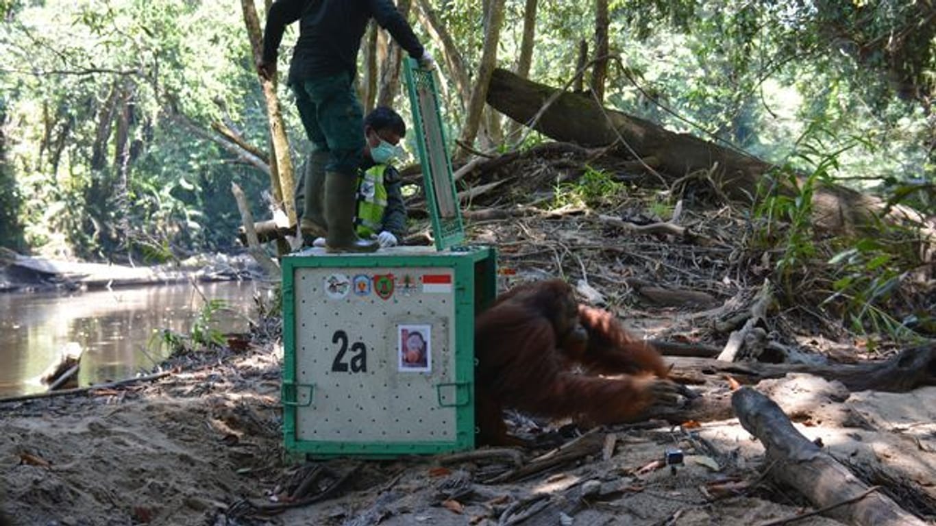 Orang-Utan-Männchen Strada verlässt seine Box.
