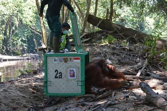 Orang-Utan-Männchen Strada verlässt seine Box.