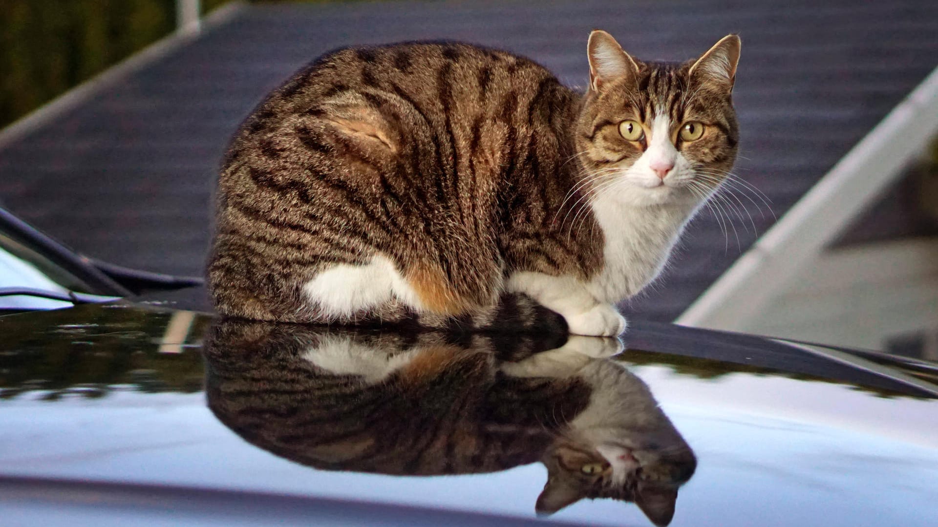 Katze auf Motorhaube: Das Tier aus Weil am Rhein läuft frei herum und könnte weit von zu Hause angeschossen worden sein. (Symbolfoto)