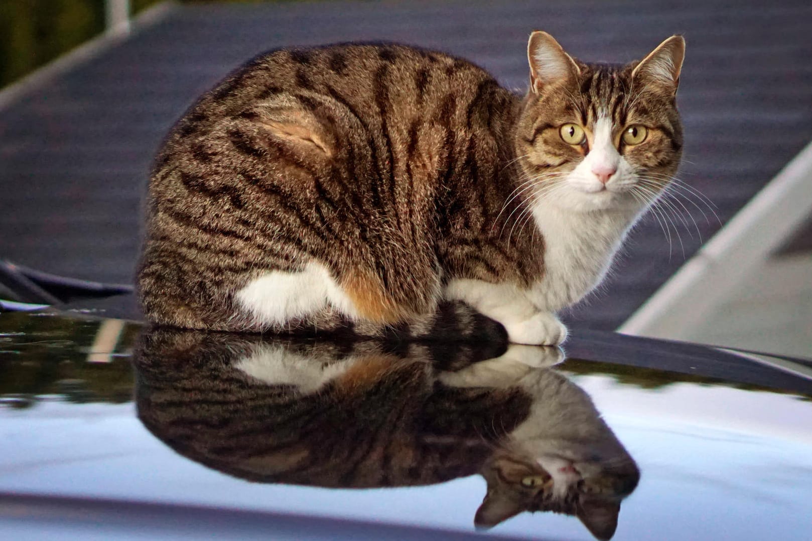 Katze auf Motorhaube: Das Tier aus Weil am Rhein läuft frei herum und könnte weit von zu Hause angeschossen worden sein. (Symbolfoto)