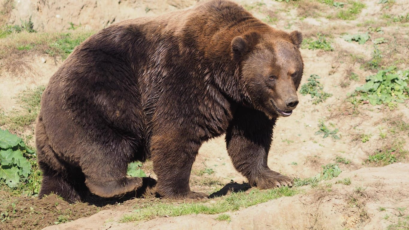 Ein sibirischer Braunbär: Der Vorfall mit dem Spaziergänger ereignete sich nahe der Hafenstadt Nachodka.