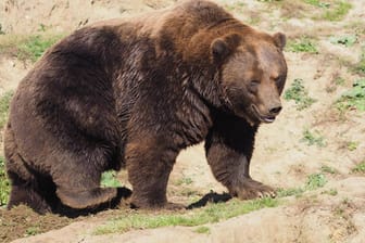 Ein sibirischer Braunbär: Der Vorfall mit dem Spaziergänger ereignete sich nahe der Hafenstadt Nachodka.