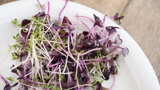 Sehen hübsch aus und sind gesund: Microgreens wie Kresse und Rettich-Keimlinge.