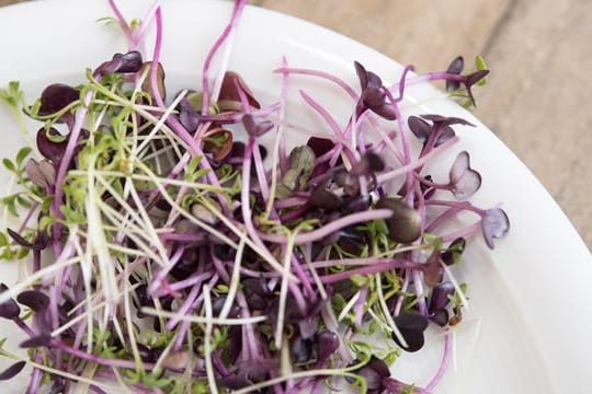 Sehen hübsch aus und sind gesund: Microgreens wie Kresse und Rettich-Keimlinge.