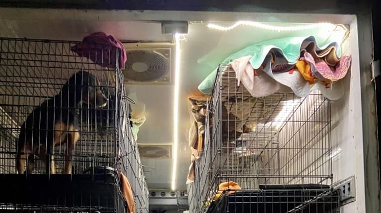 Ein Hund in einer Transportbox: Die Kölner Polizei stoppte einen illegalen Tiertransport.
