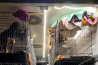 Ein Hund in einer Transportbox: Die Kölner Polizei stoppte einen illegalen Tiertransport.