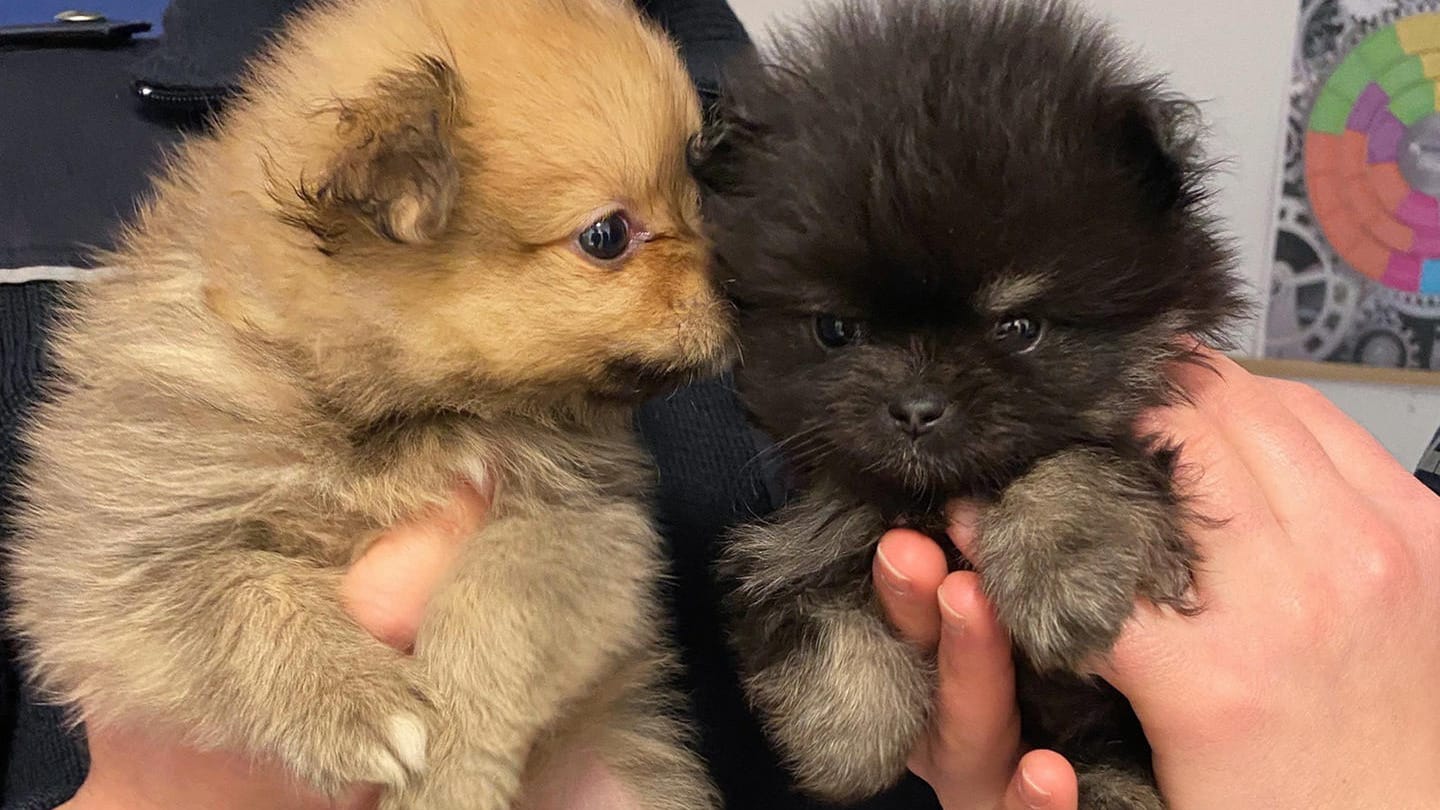 Hundewelpen bei der Polizei in Mainz: Die beiden Jungtiere wurden beschlagnahmt. Hundewelpen bei der Polizei in Mainz: Die beiden Jungtiere wurden beschlagnahmt.