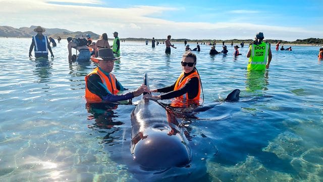 Mehr als 20 Grindwale sind nach einer zweiten Strandung vor Neuseeland wieder in tiefere Gewässer gebracht worden. Mehr als 20 Grindwale sind nach einer zweiten Strandung vor Neuseeland wieder in tiefere Gewässer gebracht worden.