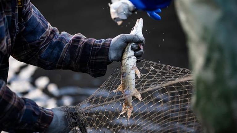 Die Fischerei fördert laut einer neuen Studie das Nachwachsen kleiner und scheuer Fische.
