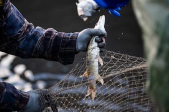 Die Fischerei fördert laut einer neuen Studie das Nachwachsen kleiner und scheuer Fische.