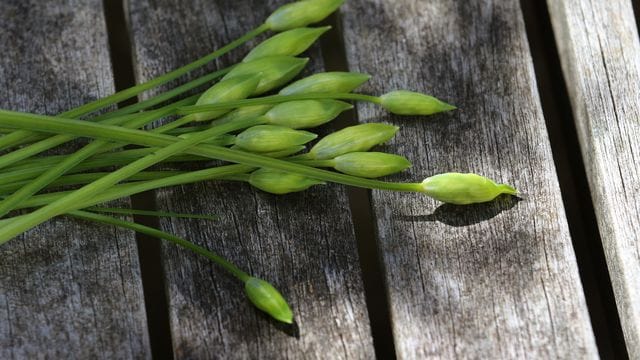 Die noch geschlossenen Bärlauch-Blüten verwendet Bärlauch-Köchin Stefanie Klein als Einlage für eine Rahm-Weißwein-Soße.