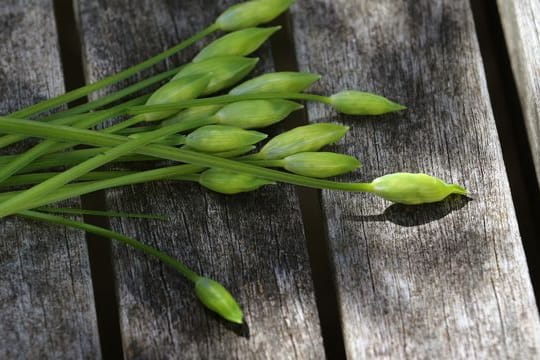 Die noch geschlossenen Bärlauch-Blüten verwendet Bärlauch-Köchin Stefanie Klein als Einlage für eine Rahm-Weißwein-Soße.