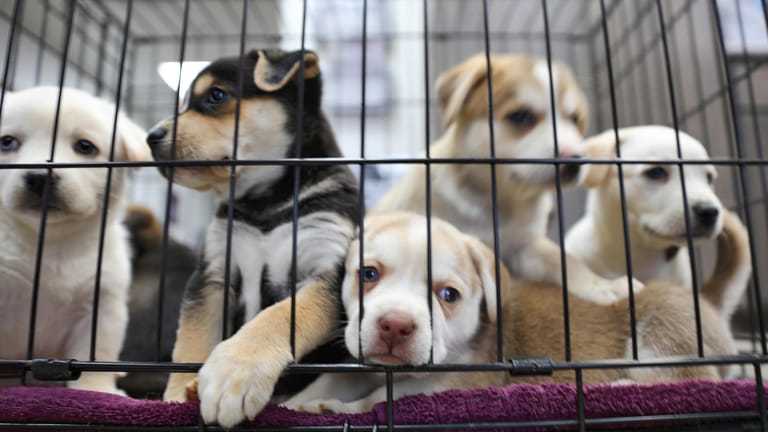 Haustiere: Die Preise für Hunde haben sich in der weltgrößten Zoofachhandlung verdoppelt.