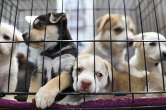 Haustiere: Die Preise für Hunde haben sich in der weltgrößten Zoofachhandlung verdoppelt.