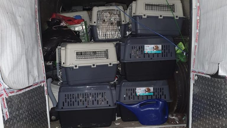 Die Ladefläche des Transporters ist voll mit Transportboxen für Hunde. Die Tiere wurden beschlagnahmt. Die Ladefläche des Transporters ist voll mit Transportboxen für Hunde. Die Tiere wurden beschlagnahmt.