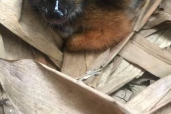 Ein neugeborenes Java-Kantschil im Marwell Zoo, wo es im vergangenen Monat auf die Welt kam.