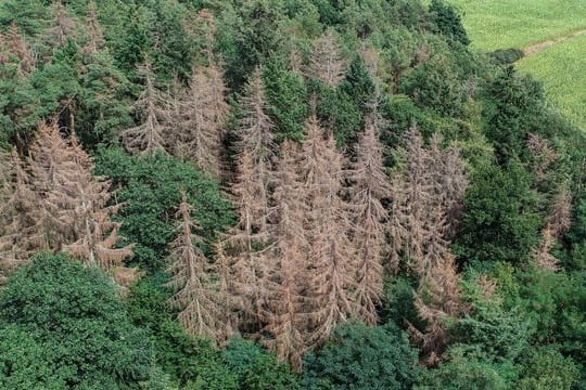 Abgestorbene Fichten in einem Waldgebiet mit gesunden Nadel- und Laubbäumen in Sieversdorf in Brandenburg.