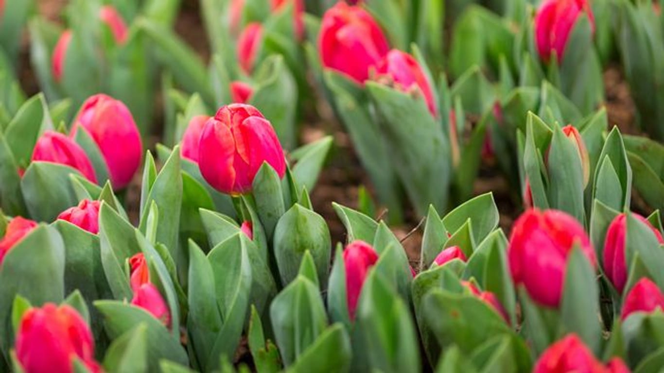 Tulpen und andere Blumenzwiebeln brauchen Nährstoffe für eine prächtige Blüte.