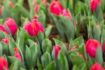 Tulpen und andere Blumenzwiebeln brauchen Nährstoffe für eine prächtige Blüte.