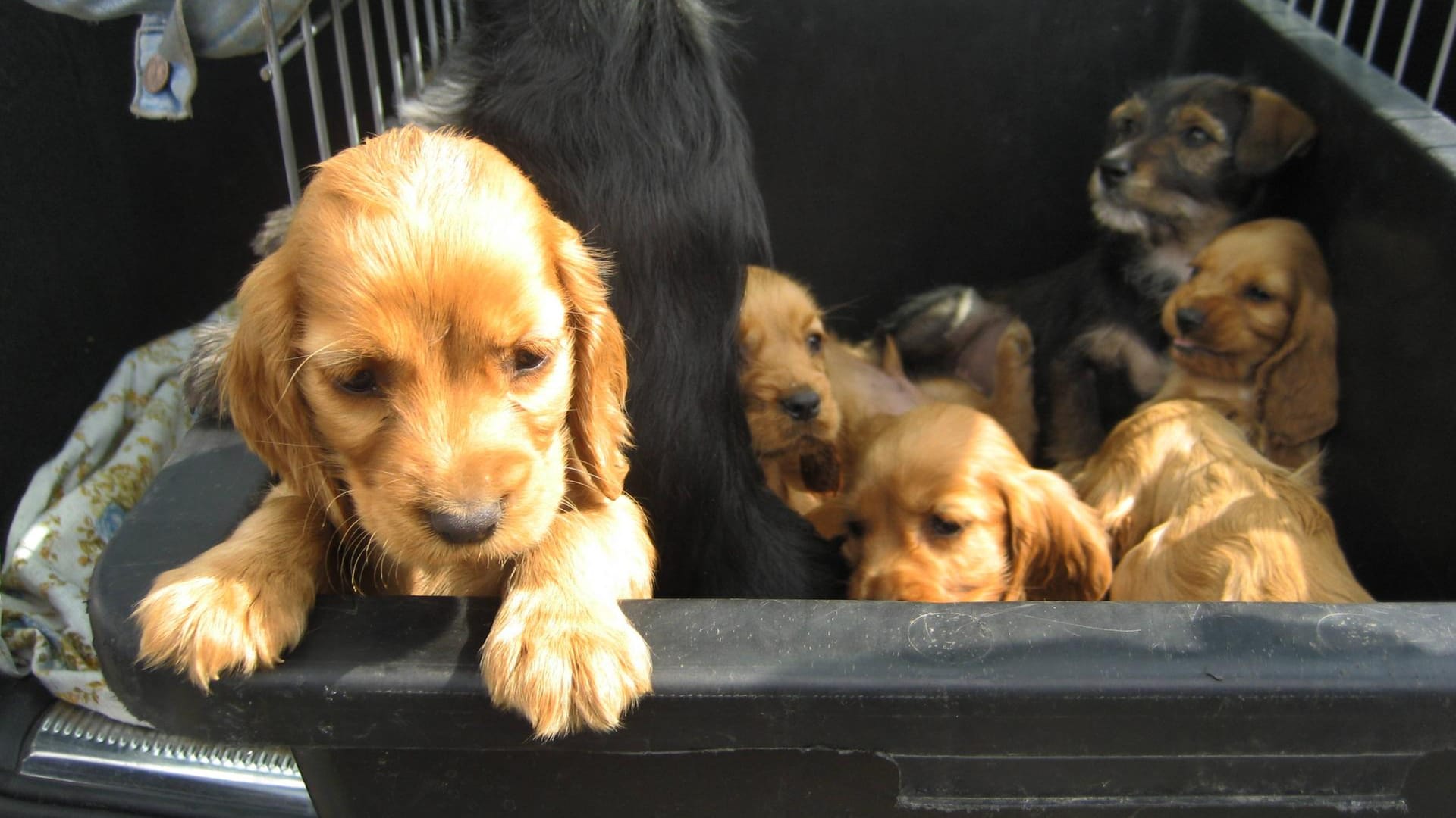 Welpen in einem Käfig im Kofferraum (Symbolbild): Der Zoll hat einen illegalen Tiertransport gestoppt. Welpen in einem Käfig im Kofferraum (Symbolbild): Der Zoll hat einen illegalen Tiertransport gestoppt.