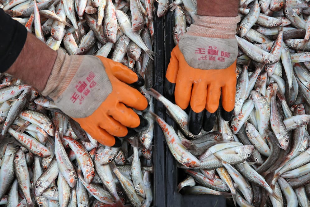 Genug Fisch für alle?: Die Überfischung der Meere nimmt immer weiter zu – mit Folgen für Umwelt und Mensch.