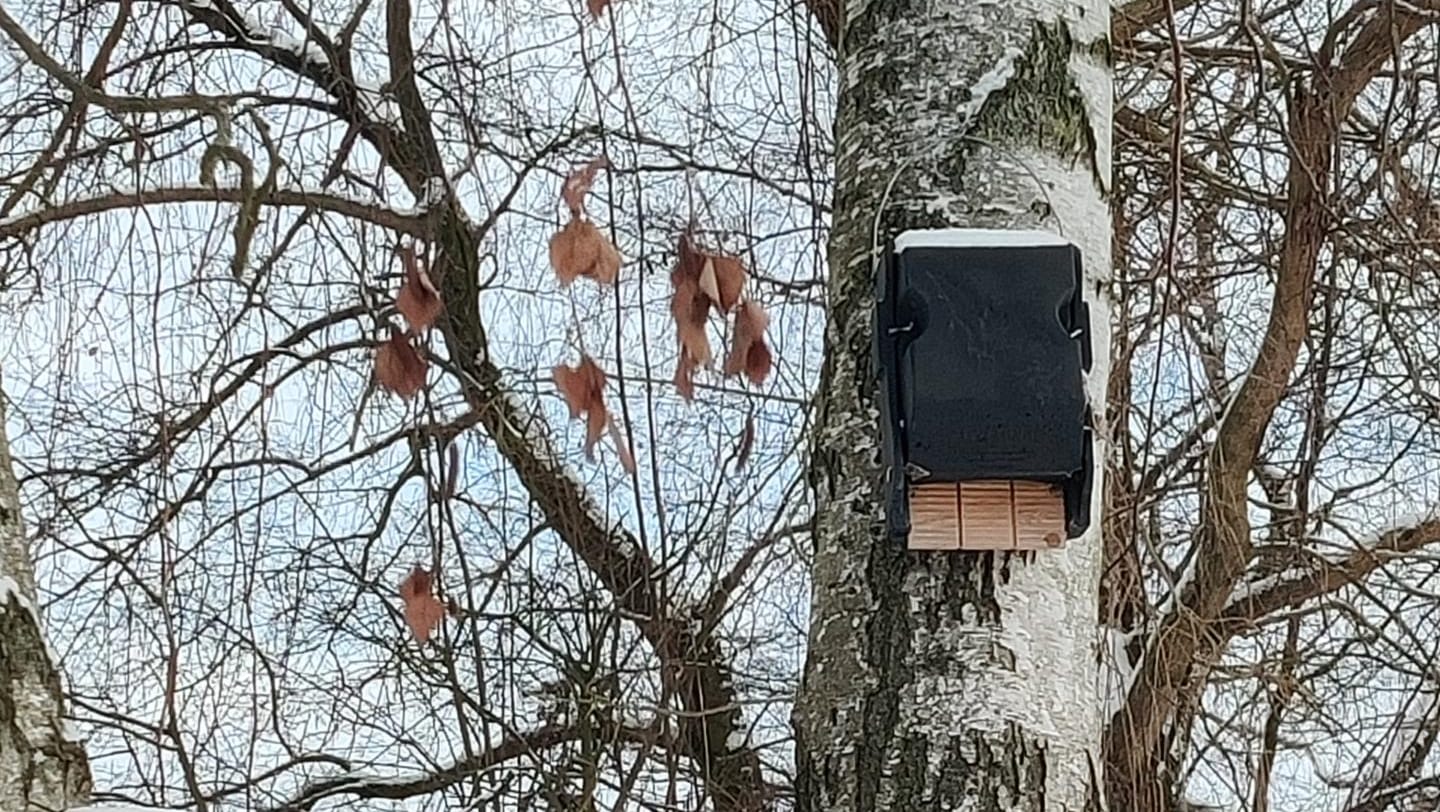 Ansicht eines neuen Quartieres für Fledermäuse: Wegen beginnender Arbeiten im Baugebiet Sonnenkamp werden neue Reviere für Tiere geschaffen.