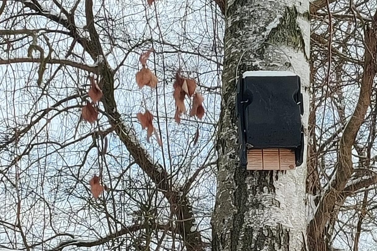 Ansicht eines neuen Quartieres für Fledermäuse: Wegen beginnender Arbeiten im Baugebiet Sonnenkamp werden neue Reviere für Tiere geschaffen.