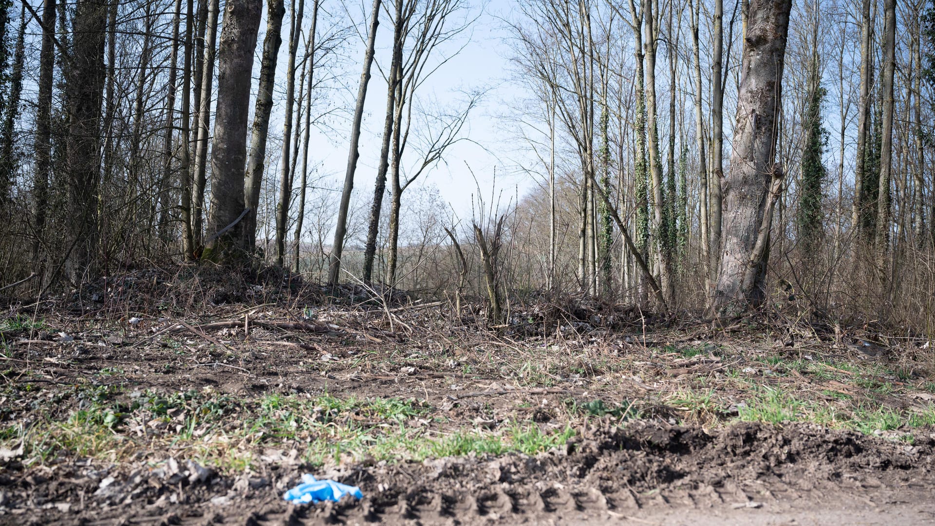 Waldstück in Sinsheim: Dort befindet sich der mutmaßliche Tatort.