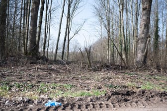 Waldstück in Sinsheim: Dort befindet sich der mutmaßliche Tatort.