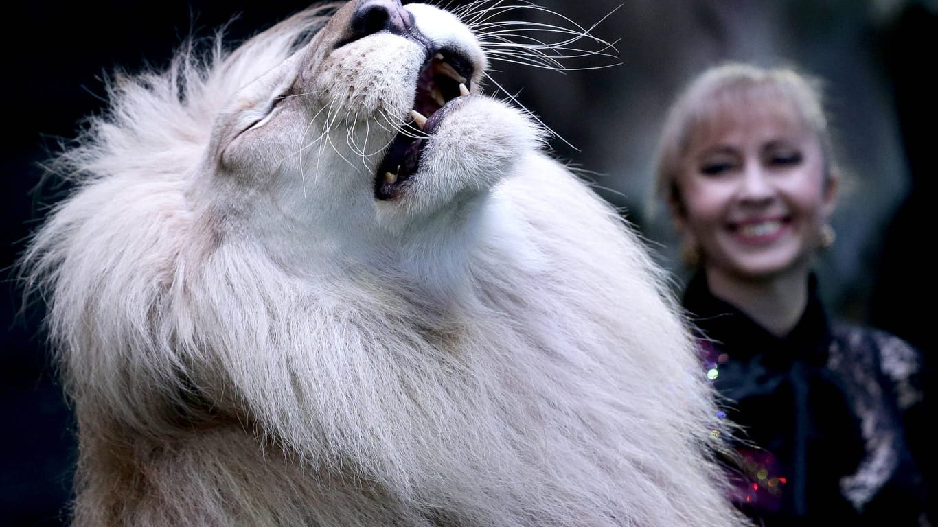 Weißer Löwe (Symbolbild): Ein Mann im Landkreis Börde hielt ein Tier in einem Käfig, ein Gericht entschied: "lebensfeindlich".