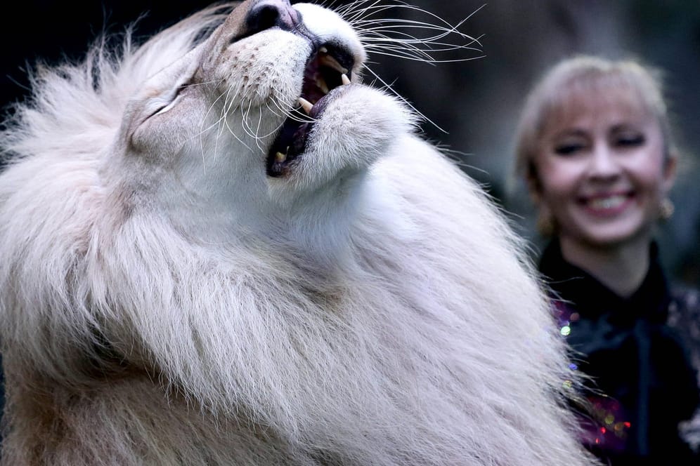 Weißer Löwe (Symbolbild): Ein Mann im Landkreis Börde hielt ein Tier in einem Käfig, ein Gericht entschied: "lebensfeindlich".