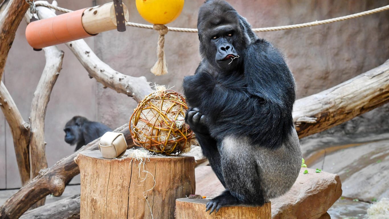 Gorilla Richard: Das Tier ist nach Aussagen des Zoos müde und leidet an Appetitlosigkeit.