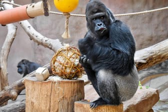 Gorilla Richard: Das Tier ist nach Aussagen des Zoos müde und leidet an Appetitlosigkeit.
