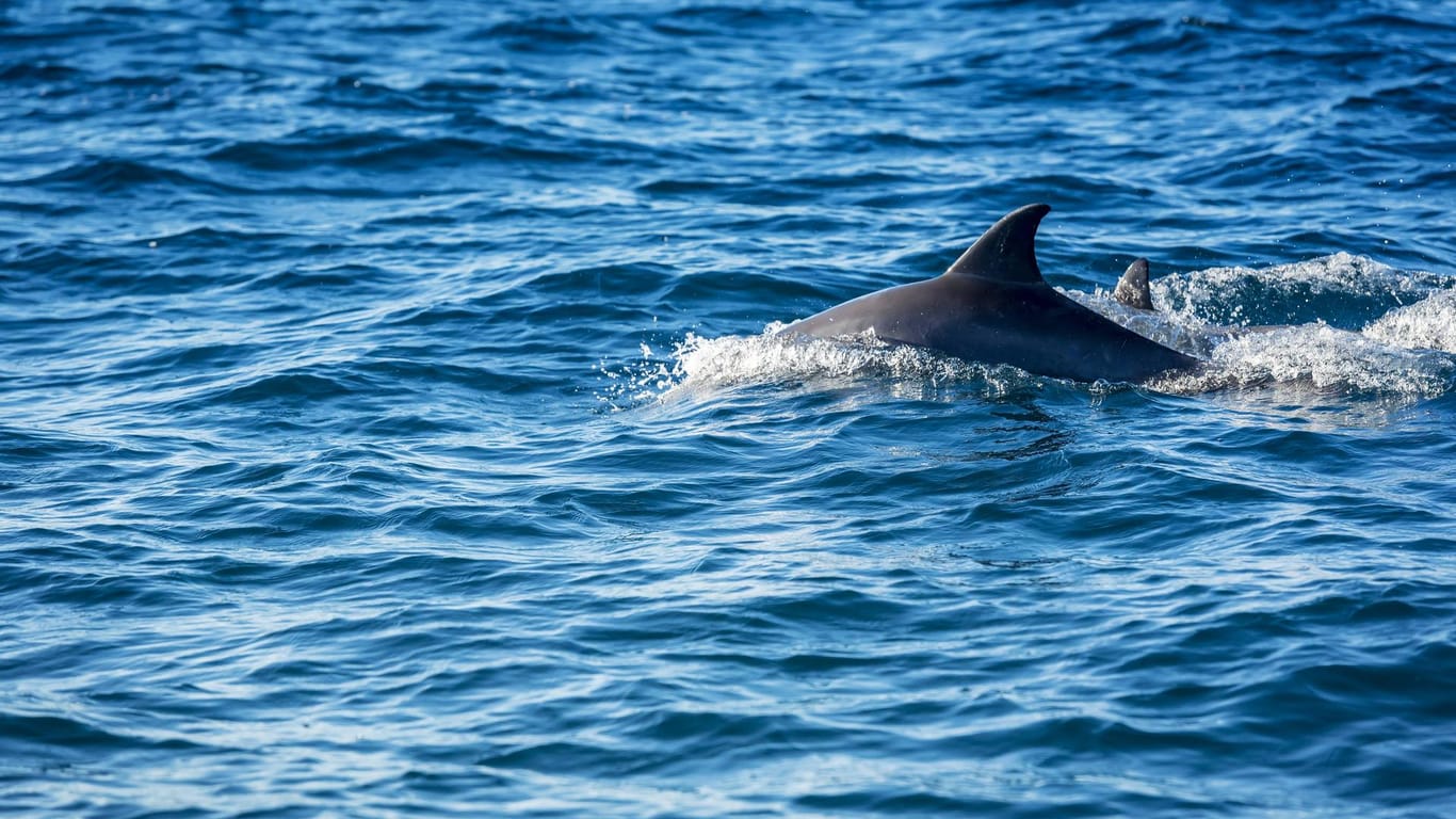 Ein Delfin in den Gewässern des Nationalparks Bazaruto in Mosambik: Wissenschaftler sollen das Sterben von mehr als 100 Tieren in der Region untersuchen.
