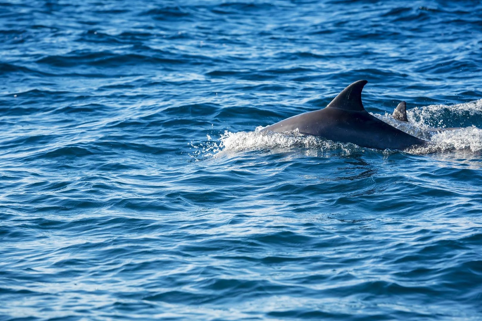 Ein Delfin in den Gewässern des Nationalparks Bazaruto in Mosambik: Wissenschaftler sollen das Sterben von mehr als 100 Tieren in der Region untersuchen.