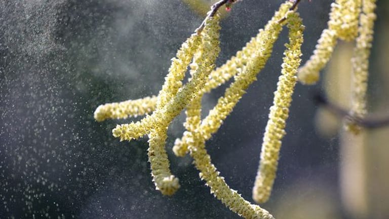 Gemeine Hasel (Corylus avellana): Ihre Pollen fliegen durch eine Parkanlage.
