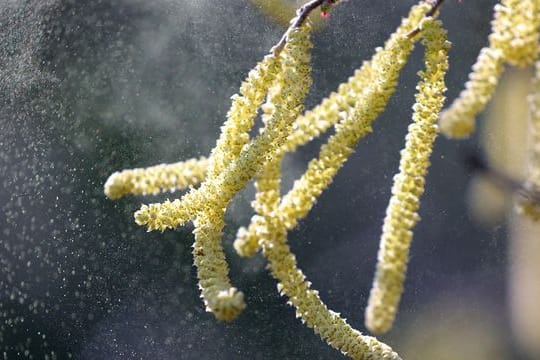 Gemeine Hasel (Corylus avellana): Ihre Pollen fliegen durch eine Parkanlage.