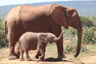 Elefantenkuh mit Kalb: Das Elefanten-Weibchen soll den Pfleger mit ihrem Rüssel gegen die Gitter des Geheges geschleudert haben (Symbolbild).