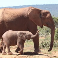Elefantenkuh mit Kalb: Das Elefanten-Weibchen soll den Pfleger mit ihrem Rüssel gegen die Gitter des Geheges geschleudert haben (Symbolbild).