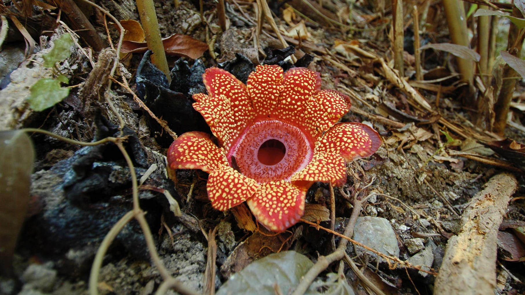 Eine Rafflesie im Botanischen Garten "Queen Sirikit" in Thailand: Die Pflanze lebt schon seit Millionen von Jahren auf der Erde.