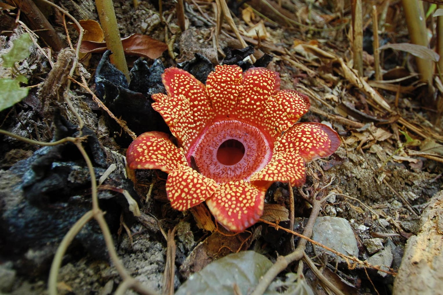 Eine Rafflesie im Botanischen Garten "Queen Sirikit" in Thailand: Die Pflanze lebt schon seit Millionen von Jahren auf der Erde.