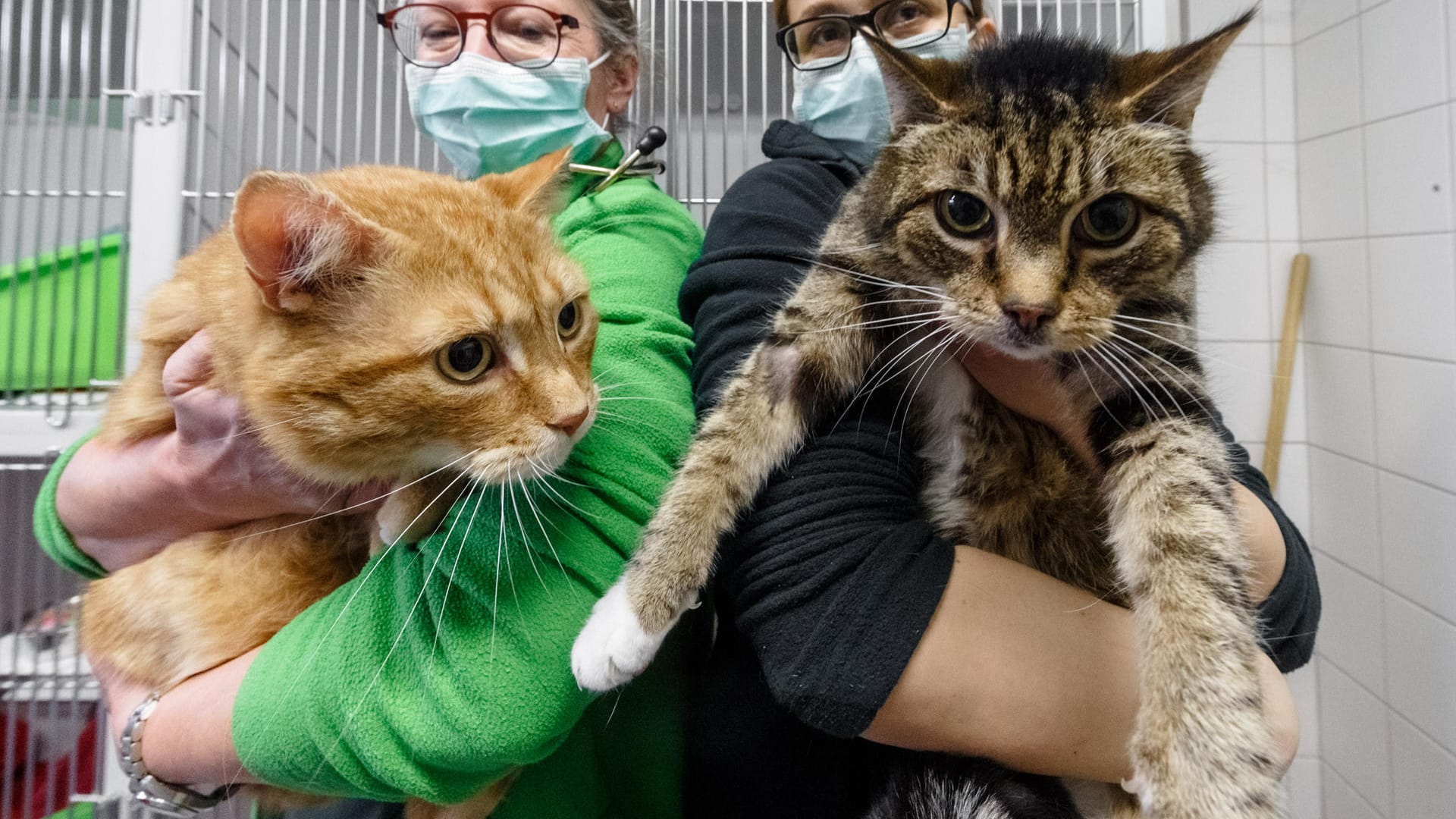 Die Katzen Lolek und Bolek: Die Katzen haben Corona überstanden und suchen nun ein neues Zuhause. Die Katzen Lolek und Bolek: Die Katzen haben Corona überstanden und suchen nun ein neues Zuhause.