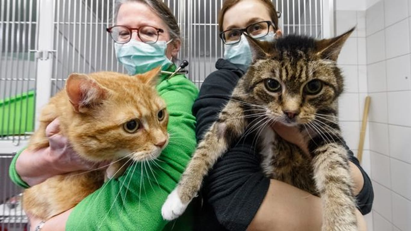 Die Katzen Lolek (l) und Bolek suchen nach ihrer überstandenen Corona-Infektion ein neues Zuhause.