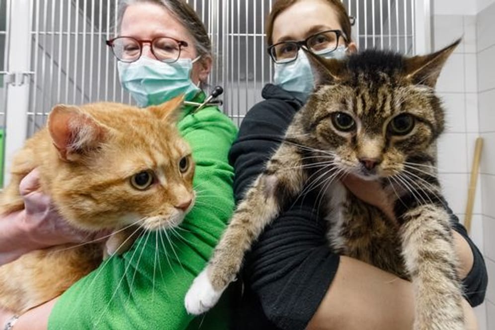 Die Katzen Lolek (l) und Bolek suchen nach ihrer überstandenen Corona-Infektion ein neues Zuhause.